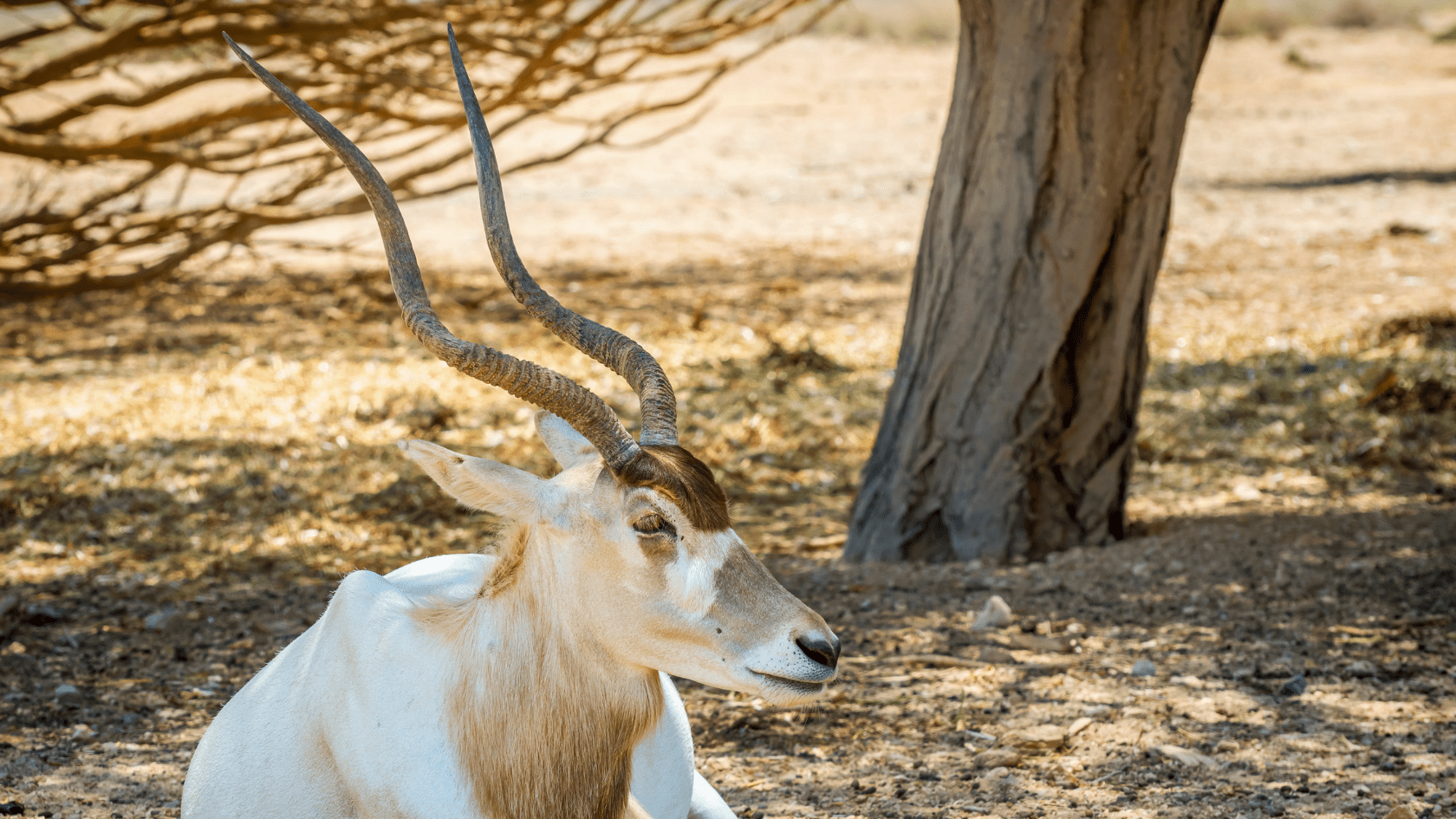 Exotics Little Paint Creek Ranch