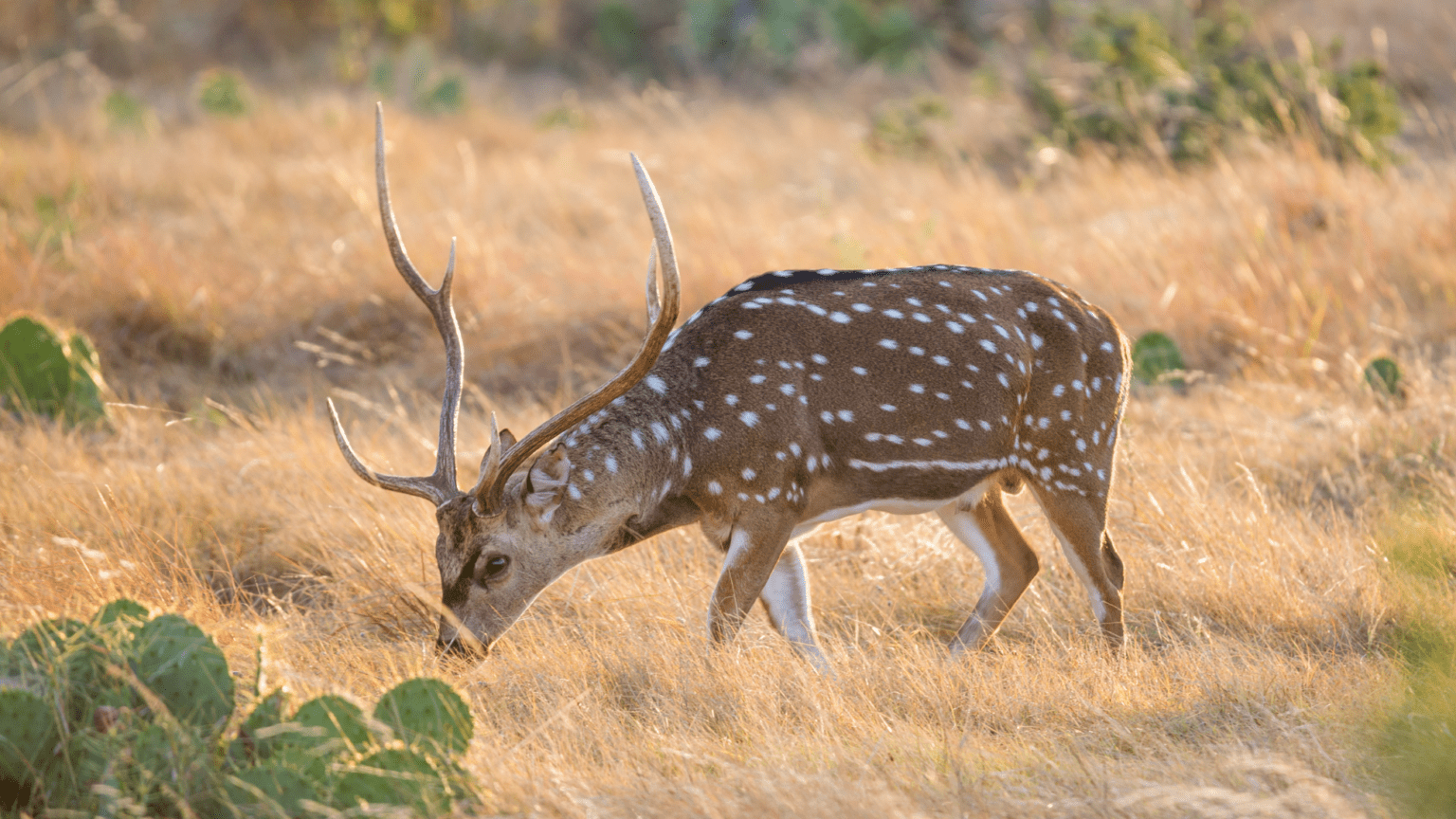 Exotics Little Paint Creek Ranch