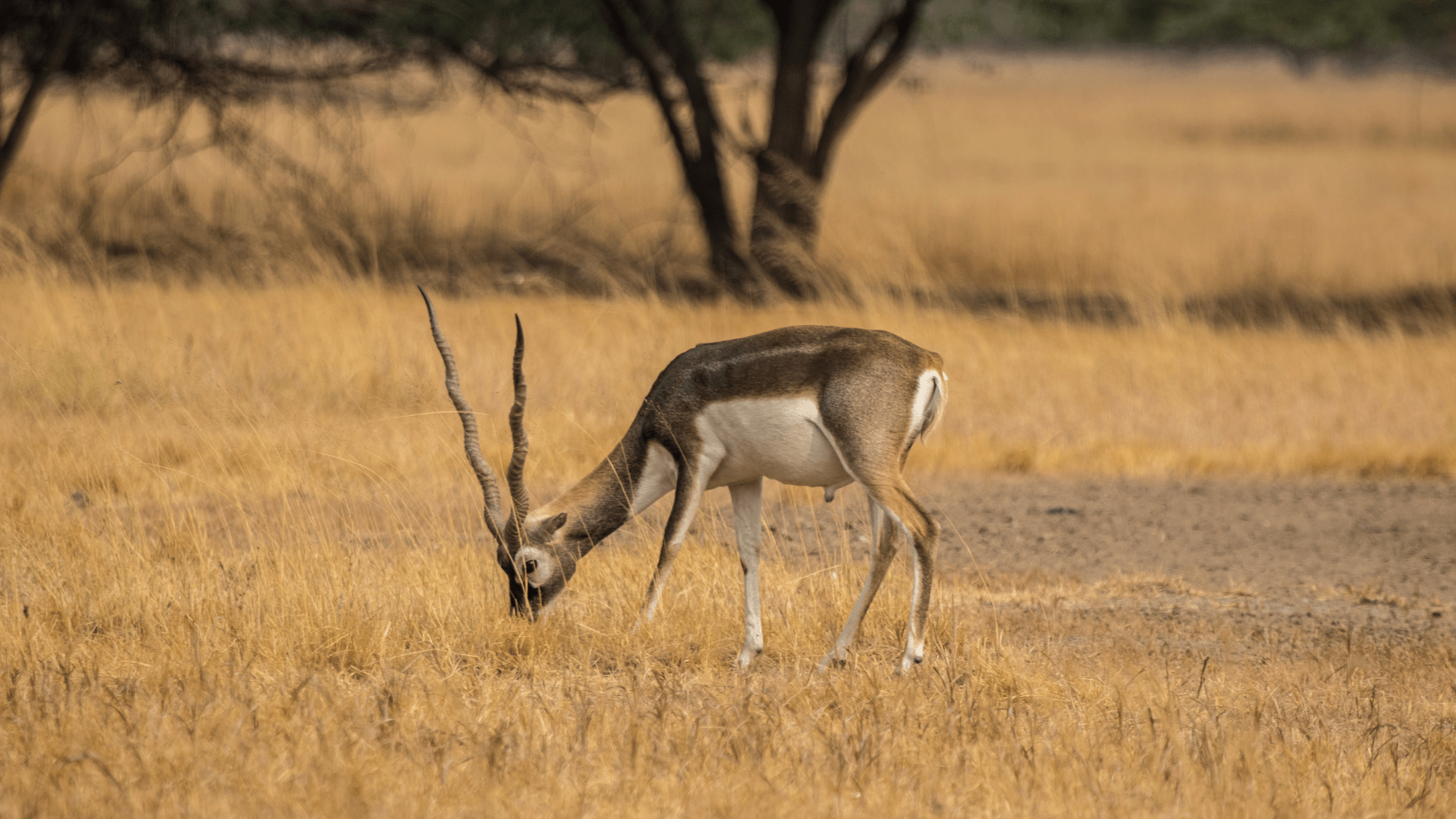 Little Paint Creek Ranch Hunting Lodge in Telegraph, Texas