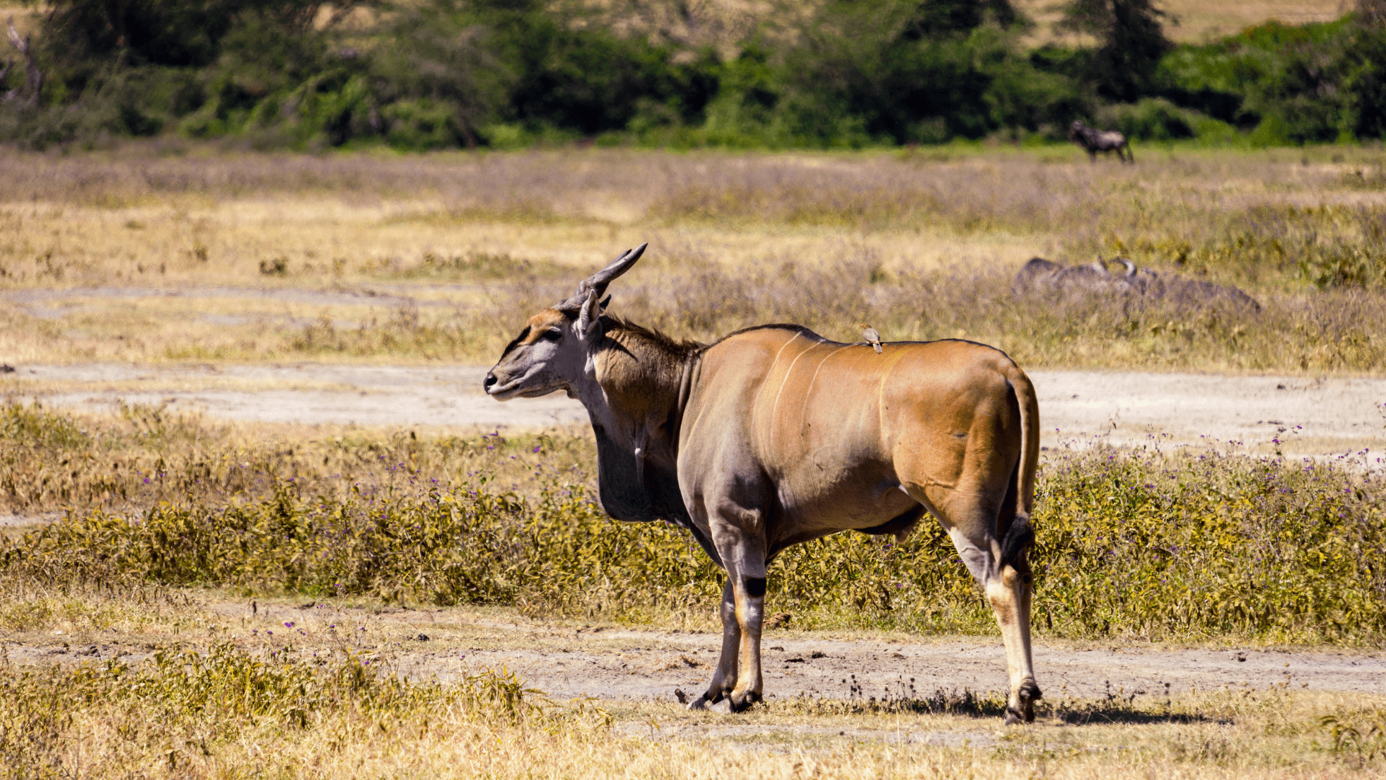 Eland Bull Hunting in Texas | Big Game Hunts Near Junction