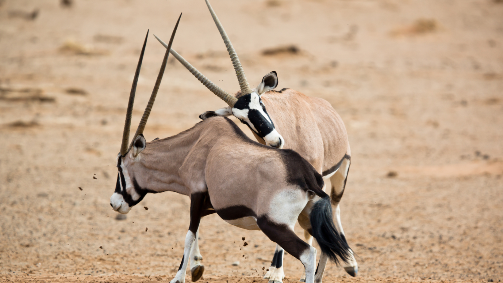 Gemsbok Hunting in Texas | Texas Hill Country Exotic Hunts