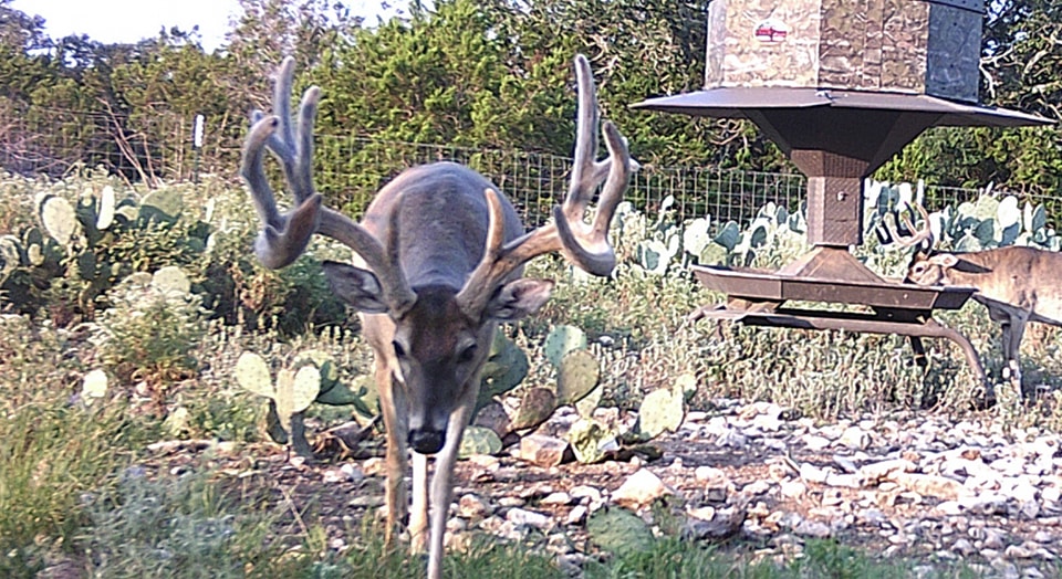 Affordable Whitetal Deer Hunting in Texas