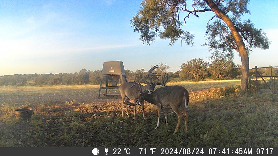 Trophy Whitetail Hunting at Little Paint Creek Ranch