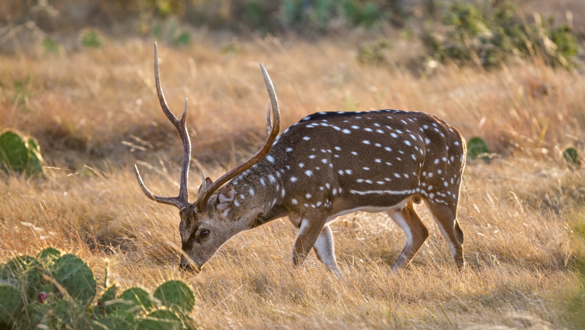 Axis Deer Hunting in Texas