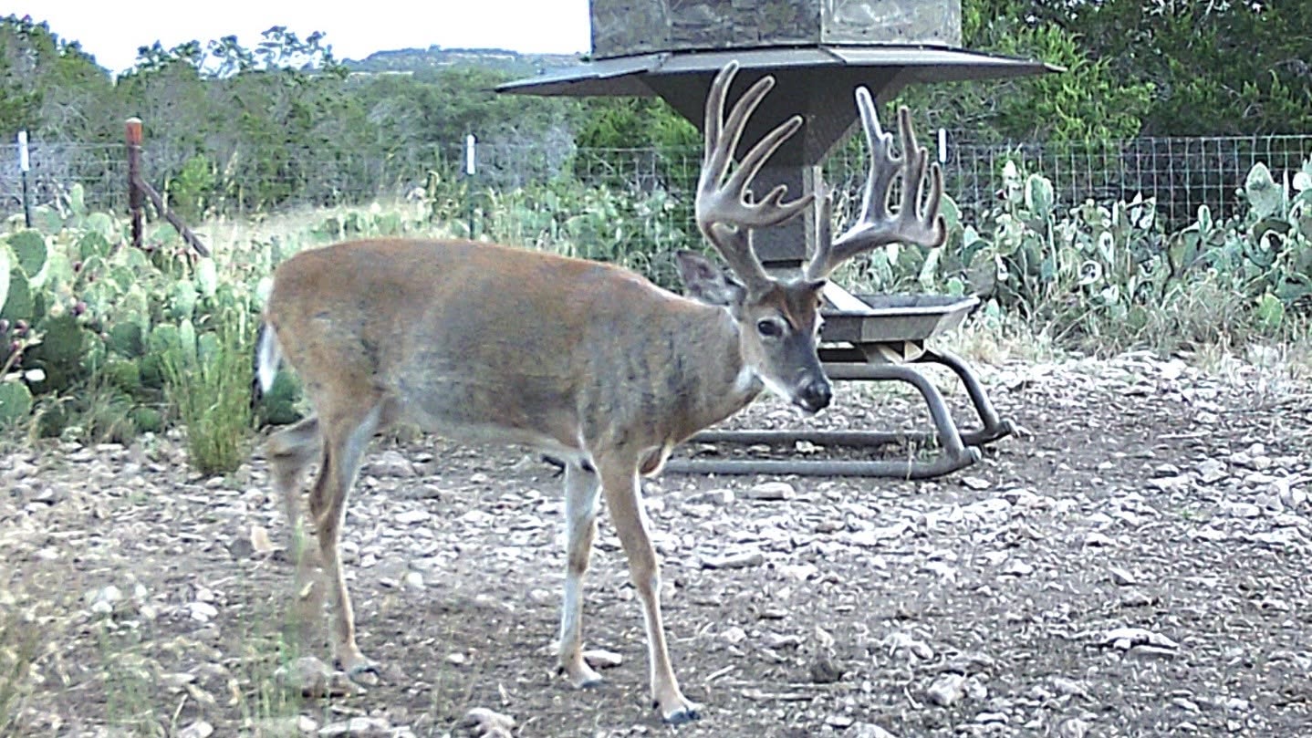 Whitetail Hunting Near Junction, Texas | Texas Hill Country Hunts