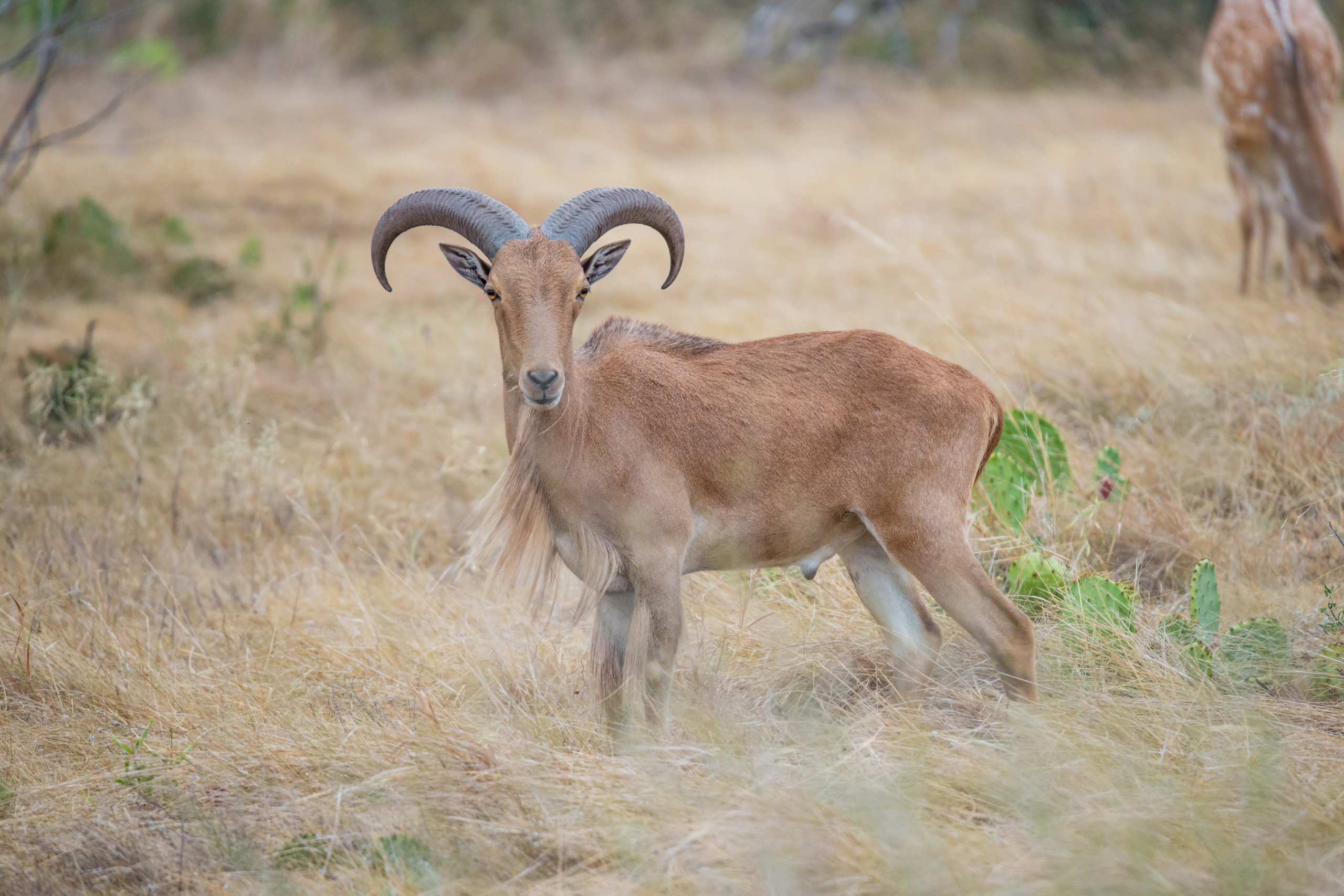 Aoudad Hunting in the Texas Hill Country